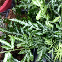 50 Silver Lace Fern Spores Seeds New Fresh US Shipping - $4.80