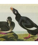 White Winged Scoter Bird 1946 Color Plate Print John James Audubon Natur... - $56.04 CAD