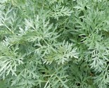 Wormwood Seeds 500 Perennial Herb Garden Artemisia Absinthium Fast Shipping - $8.99