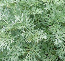 Wormwood Seeds 500 Perennial Herb Garden Artemisia Absinthium Fast Shipping - £7.07 GBP