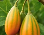 Oak Leaf Papaya Seeds: Rare Tropical Fruit Tree, Exotic Foliage - $13.95