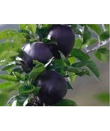 Black Diamond Apple Tree Plant 30 PCS Seeds - $209.14 MXN