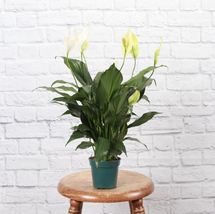 1 Pcs Peace Lily - Plastic Growers pot - 4&quot; Diameter Plant - Live Houseplant - £36.48 GBP