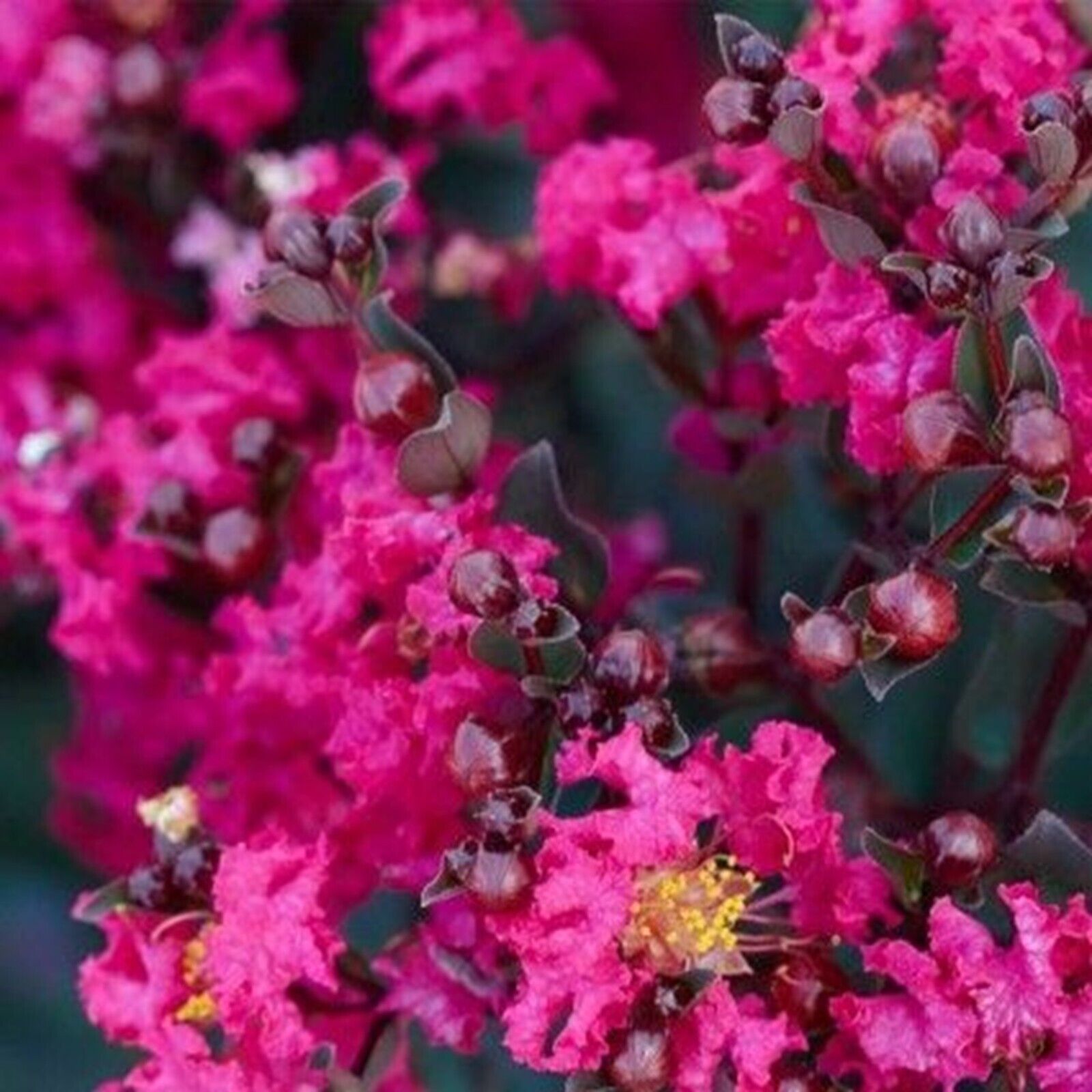 20 Magenta Cape Myrtle Seeds Tree Flower Perennial Flowers Seed Fresh Ga... - $9.58