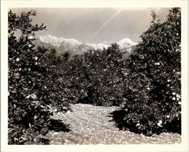 1940s Bireley&#39;s Soda Sunkist California Orange Growers Orchard Photo NS16 - $15.95