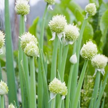 Heirloom Garlic Chives Seeds (30 Pack) - Organic, Non-GMO Herb Seeds for Home Ga - £5.19 GBP