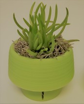 Senecio Succulent in Green Self-Watering Pot, Live Plant Barberton 3" Planter image 3