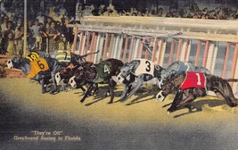 St Petersburg Fl~Greyhound Racing They&#39;re Off + Derby Lane~Lot Of 2 Postcards - £6.59 GBP