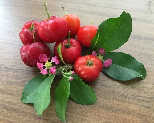 Acerola Barbados Cherry Malpighia emarginata Fresh from Garden USA Seller - £27.03 GBP