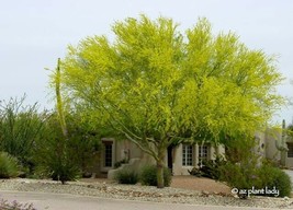 Desert Museum Palo Verde Thornless 12 Seeds 032B Beautifully Fresh Garden USA - £14.64 GBP