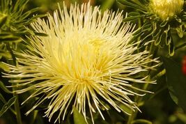Fresh 30 Yellow Needle Aster Callistephus Chinensis Unicom Flower Seeds - $3.50