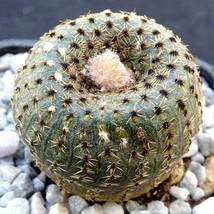 Rare Cactus Seeds - Frailea Phaeodisca, 10-Pack, Ideal for DIY Succulent Gardens - £6.01 GBP