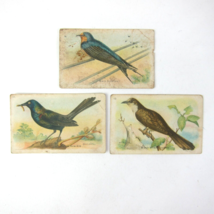 Lot 3 Victorian Trade Cards Arm &amp; Hammer Useful Birds Swallow Grackle Cuckoo - £11.91 GBP