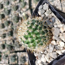 Cacti Mammillaria yucatanensis cactus Succulent real live plant - £31.52 GBP