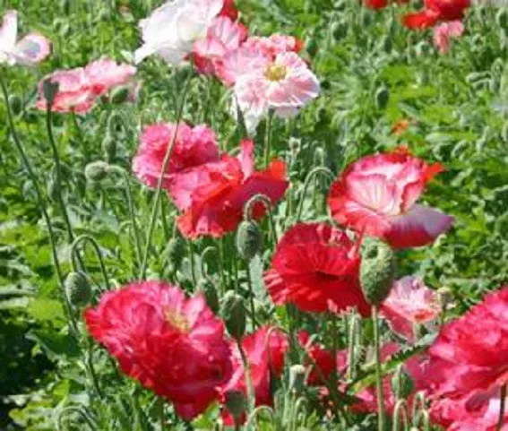 10 000 Shirley Double Poppy Seeds Flower Seeds - $11.50