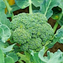 300 Green Sprouting Broccoli Seeds Organic Heirloom Vegetable - £5.82 GBP