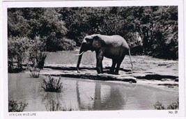 Kenya Postcard Animal Elephant African Wildlife - $4.94