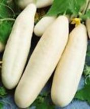 50+ White Wonder Cucumber Seeds  Vegetable Garden Heirloom NON-GMO  - £6.78 GBP