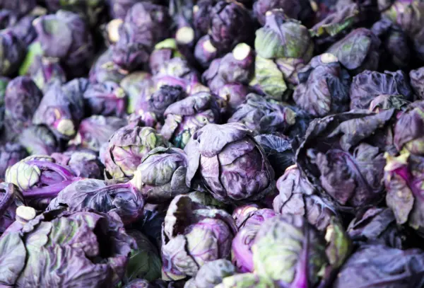 70 Red Ball Brussel Sprout Brussels Sprouts Brassica Oleracea Vegetable Seeds Fr - £7.85 GBP