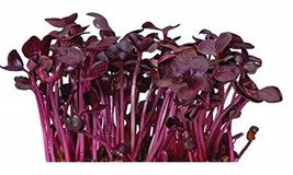 Radish Rambo Purple Non GMO Heirloom Sprouting Microgreens Vegetable 25 Seeds - $1.77