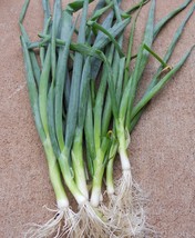 1000 SHIMONITA NEGI Japanese Bunching Onion seeds, Allium fistulosum - £15.13 GBP