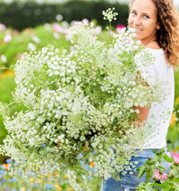 FA Store 200 Seeds Bishop&#39;S Flower Green Mist Bouquets Tall Beneficial I... - $10.08