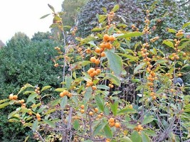 20 Goldfinch Holly Seeds Ilex Verticillata Goldfinch Seeds Fresh Fast Shipping - $9.80