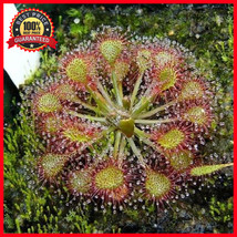 100 Seeds Sundew Drosera Carnivorous Flower Seeds - Carnivorous Plant Rare - £23.12 GBP