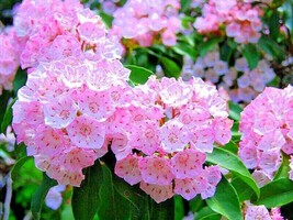 Fresh 25 Mountain Laurel Seeeds Kalmia Latifolia Fast Shipping - $12.70