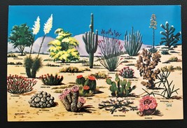 1950&#39;s to 1970&#39;s Postcards - Arizona Cacti - £2.99 GBP