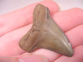 (S-228-V) 1-5/8&quot; Fossil Megalodon Shark Tooth Teeth Jewelry I Love Sharks - £27.63 GBP