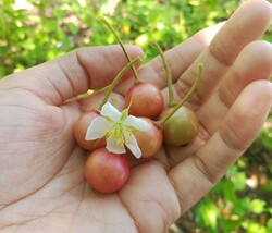 Item image 7