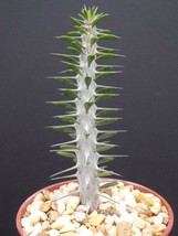 Alluaudia procera @@ madagascar ocotillo spiny reptile lizard terrarium ... - £15.97 GBP