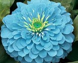 100 Seeds Zinnia Flowers Light Blue Color Garden Plants Usa Grown - $5.99