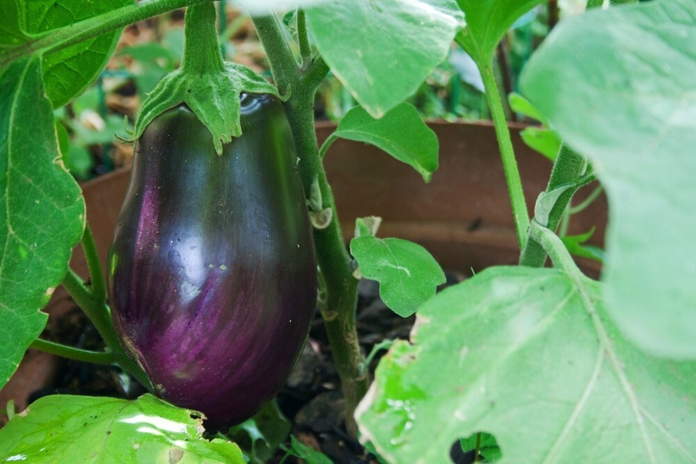 Black Beauty Eggplant Seeds | NON-GMO Eggplant Seeds | Heirloom Garden-5... - $1.95