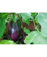 Black Beauty Eggplant Seeds | NON-GMO Eggplant Seeds | Heirloom Garden-5... - €1,70 EUR