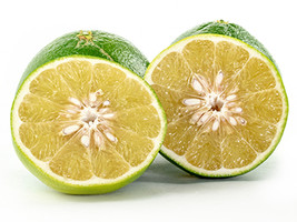 5 Cocktail Grapefruit Seeds Planting USA Gardening - $7.96