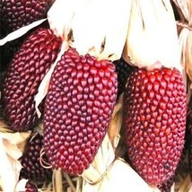 Strawberry Popcorn Corn Seeds | 150 Seeds | Non-GMO | US SELLER 1115 - £12.98 GBP