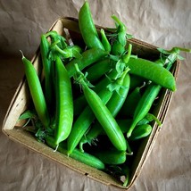 Berynita Store 100 Sugar Snap Pea Seeds Heirloom-Non-Gmo Always For Your Garden - $9.36