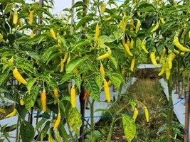 50 Seeds Golden Cayenne Pepper Fast Heirloom Planting Instant Garden Appeal - £6.58 GBP