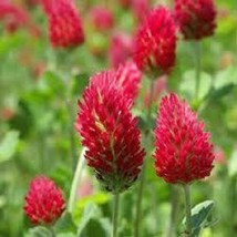 100 Crimson Red Clover Flower Seeds / Perennial / Great Gift  SG - $14.71
