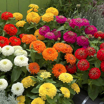 100 Preciosa Mix Zinnia Seeds Non-GMO, Heirloom, Fast Shipping - $8.96