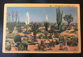 1940&#39;s Postcard - Arizona Cactuses&#39;  - $3.75