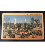 1940&#39;s Postcard - Arizona Cactuses&#39;  - £2.93 GBP