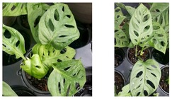 Live Vine Plant 1 Plant 2 Leaves 4&quot; Pot Monstera Friedrichstalii Swiss Cheese - £21.95 GBP