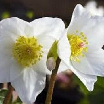 USA Seller 15 White Christmas Roes Helleborus Winter Blooming Perennial Flower S - $21.51