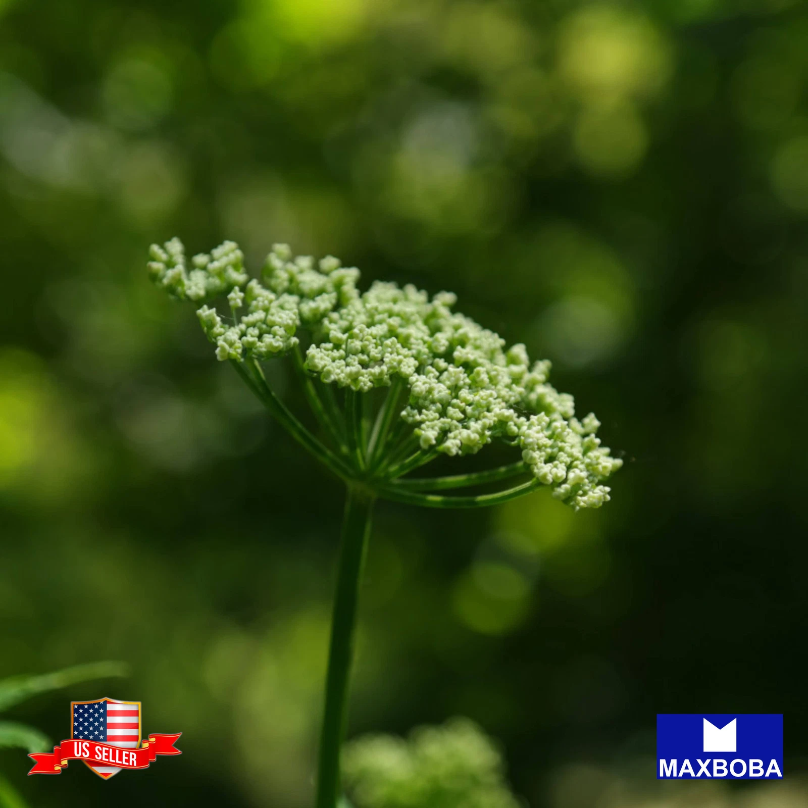 200 Angelica Herb Seeds Non-GMO Heirloom BOGO 50%OFF - $4.82