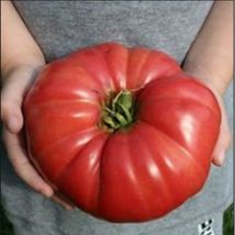 30 seeds Giant Delicious Tomato  World Record 7 lbs 12 oz - £3.12 GBP