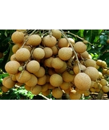 Longan Dragon&#39;s Eye (Different Varieties) Potted Tree.  4 Years Old, Gra... - £188.71 GBP