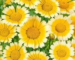Garland Daisy Seeds 200 Seeds  Fast Shipping - $7.99